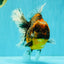A Grade Tiger Oranda Female 7-7.5 inches #071026OR_04
