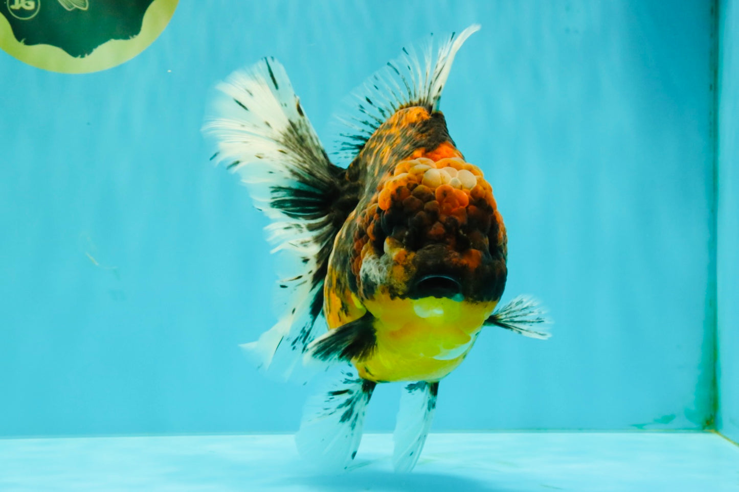 A Grade Tiger Oranda Female 7-7.5 inches #071026OR_04