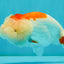 ADORABLE Red White LionChu Female 4.5 inches #050826LC_15