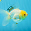 Little Chicken Lemonhead Oranda Male 4.5 inches #011725OR_03