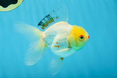 Little Chicken Lemonhead Oranda Male 4.5 inches #011725OR_03