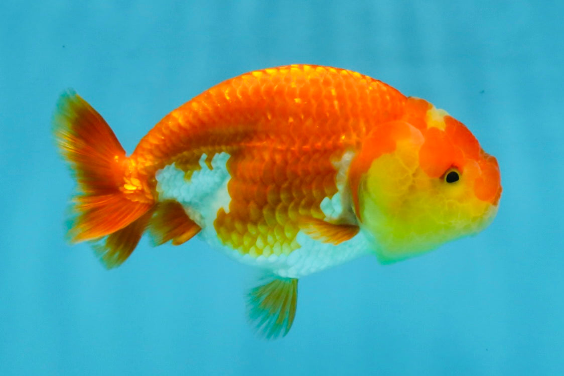 Red White Lionchu Female 4-4.5  inches #121225LC_12