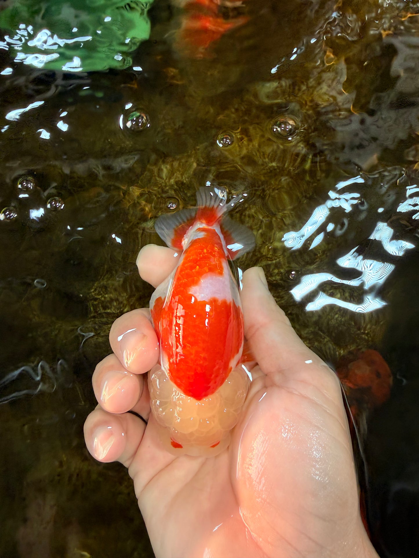 POPCORN AAA Grade Red White Kohaku LionQueen 4 inches #101725LC_05