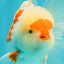AAA Grade Red White Oranda Male 5.5-6 inches #072426OR_10