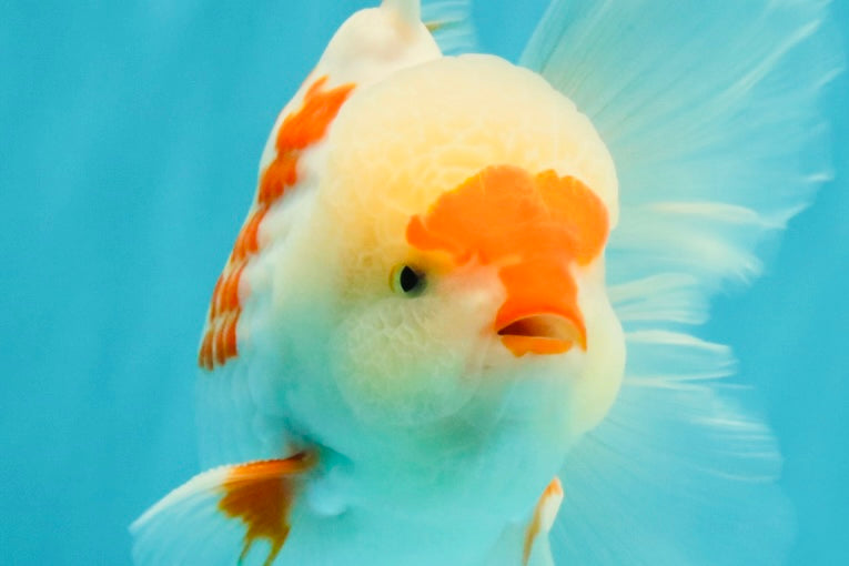 AAA Grade Red White Oranda Male 5.5-6 inches #072426OR_10