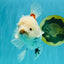 Marble Oranda Male 6.5 inches #050126OR_14