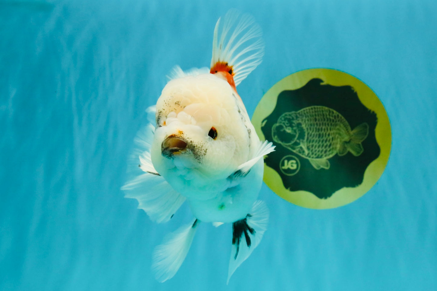 Marble Oranda Male 6.5 inches #050126OR_14