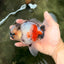 A Grade Marble Oranda Male 5.5-6 inches #082826OR_08