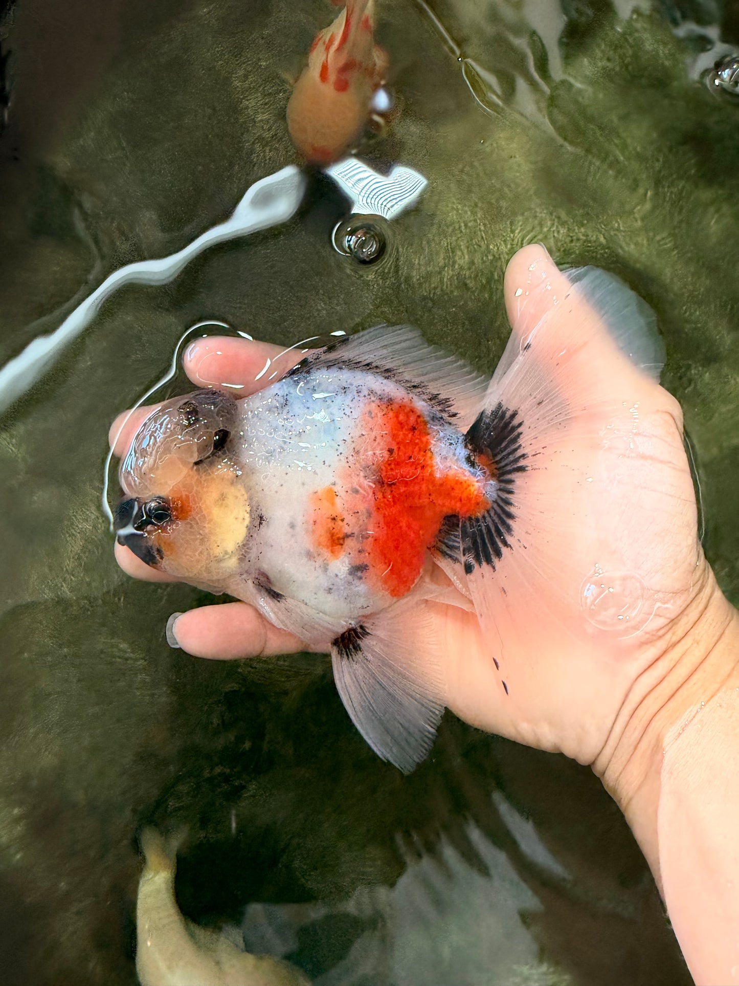 A Grade Marble Oranda Male 5.5-6 inches #082826OR_08