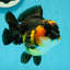 A Grade Tricolor Yuanbao Male 4.5 inches #112224YB_34