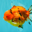 AAA Grade Tiger Yuanbao Male 5.5 inches #100926YB_03