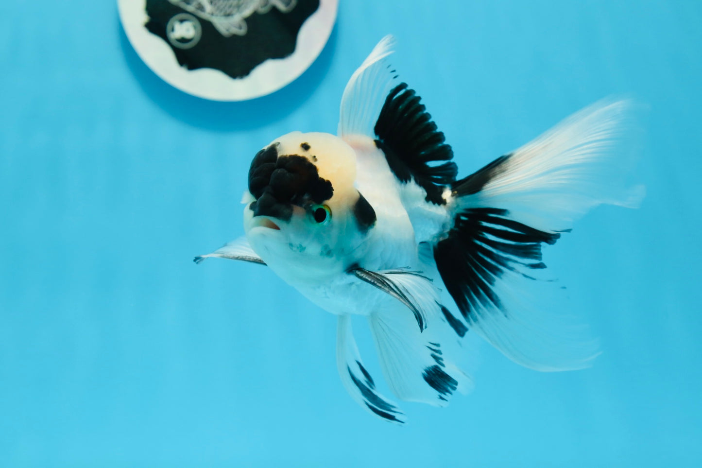 🐼 Panda Oranda Male 5 inches #0726OR_03