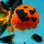 AAA Grade Tricolor Oranda Male 5-5.5 inches #051625OR_24