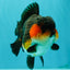 SHOW GRADE CHUBBY Tricolor Yuanbao Male 5 inches #071026YB_08