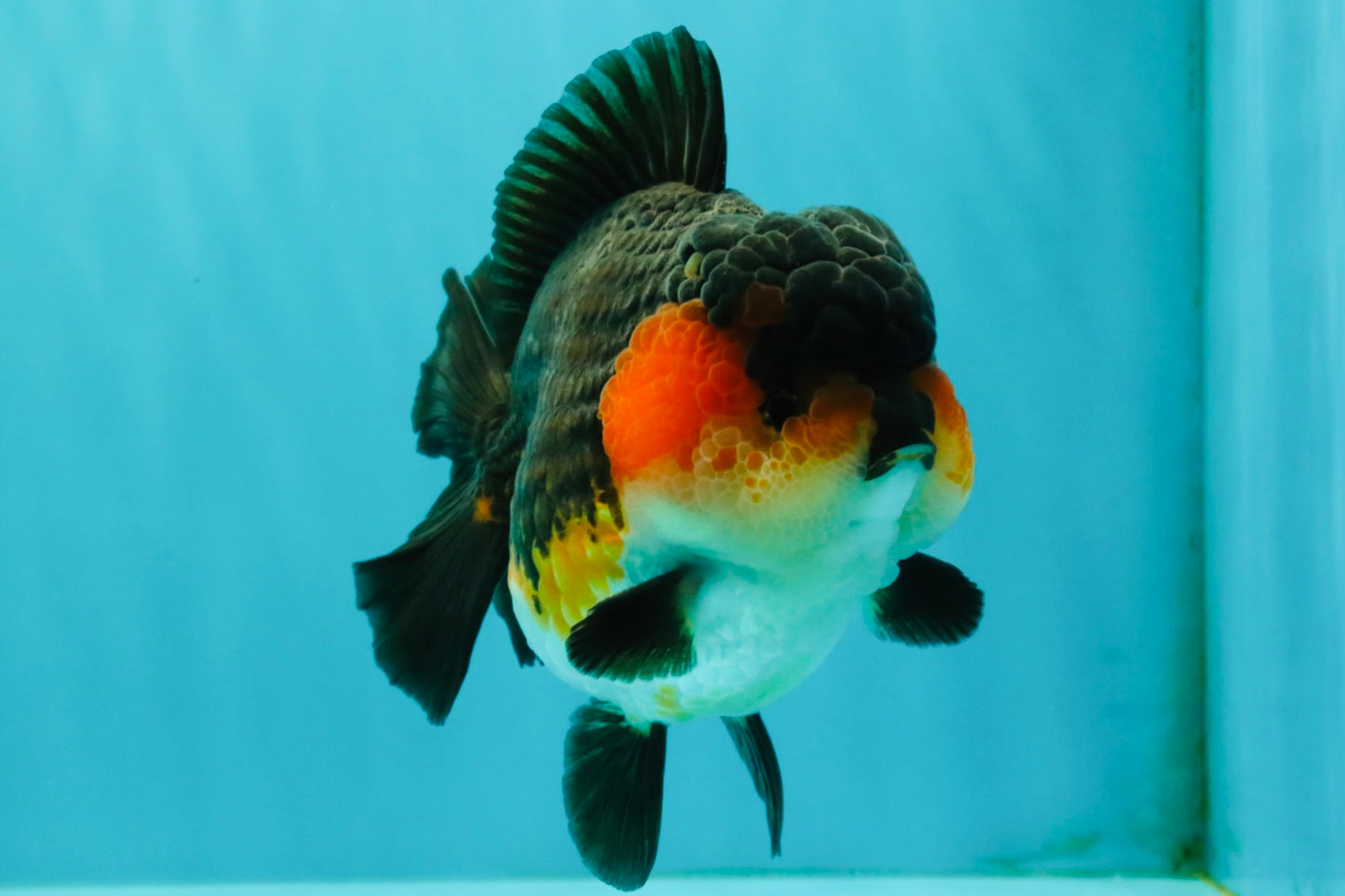 SHOW GRADE CHUBBY Tricolor Yuanbao Male 5 inches #071026YB_08