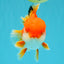 MARIO AAA Grade Red White Oranda Male 5.5 inches #030626OR_20