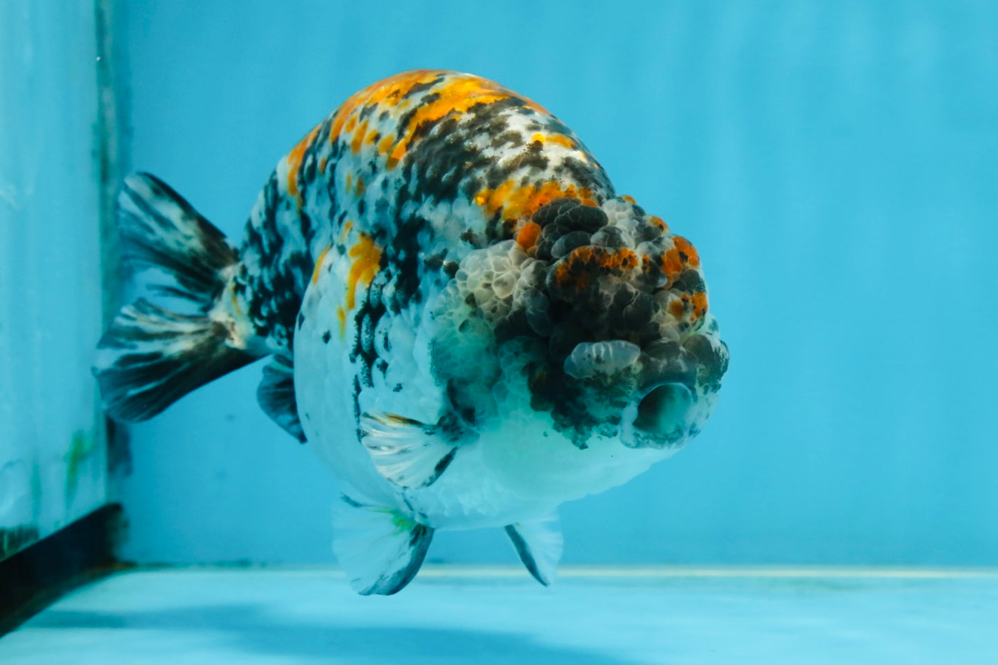 A Grade Tricolor Tiger LionKing Male 5.5 inches #102425LC_03