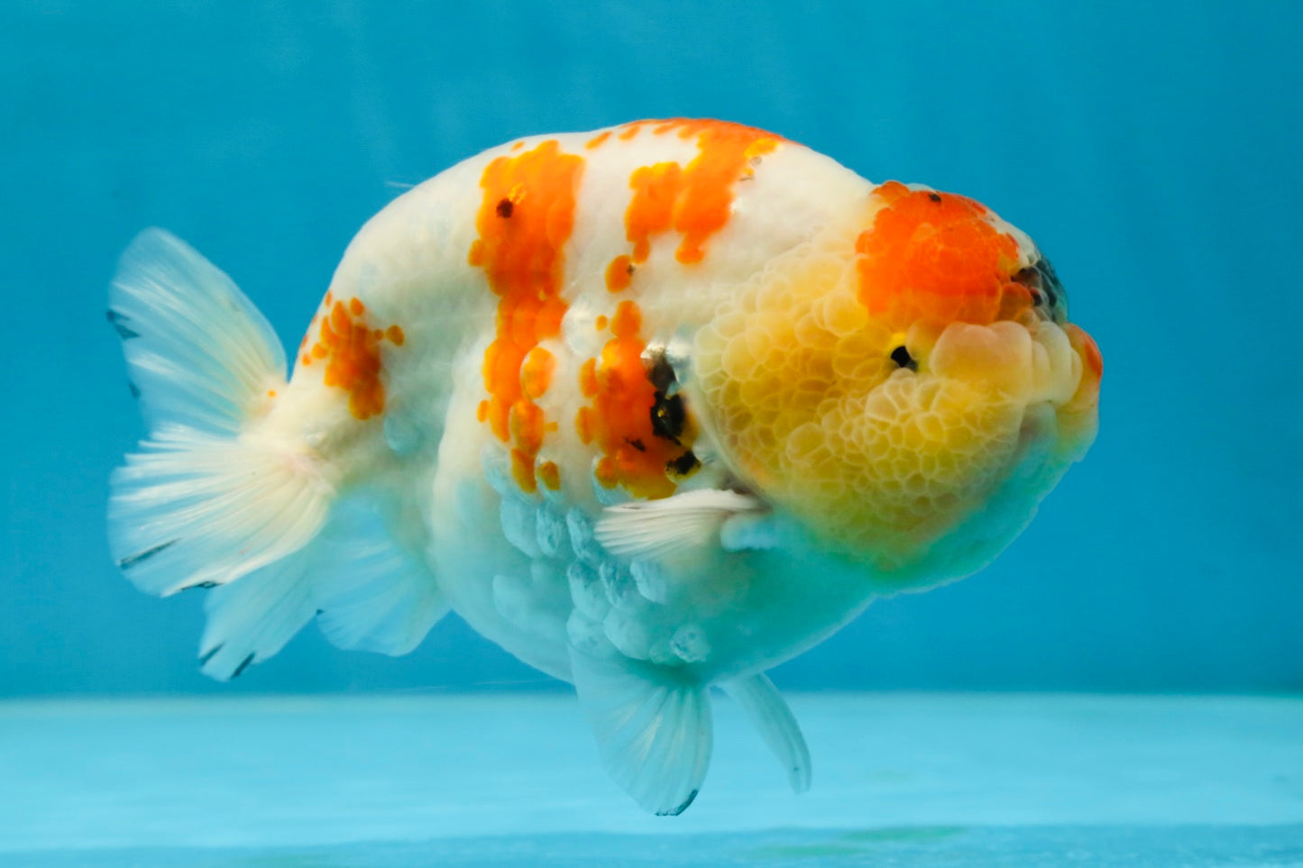 A Grade SPECIAL Kohaku Sakura LionKing 5 inches #051625LC_10