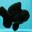 GODZILLA AAA Grade Black Oranda Male 6.5-7 inches #101626OR_18
