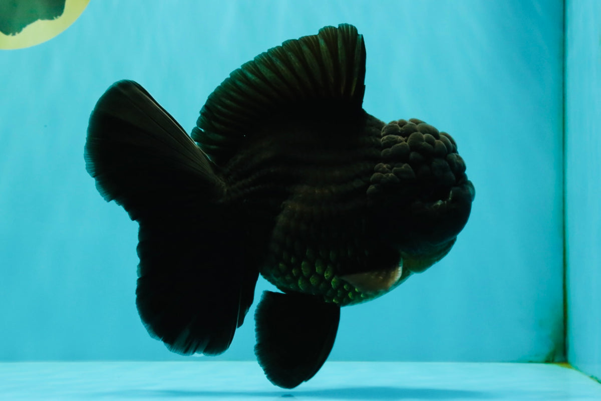 GODZILLA AAA Grade Black Oranda Male 6.5-7 inches #101626OR_18