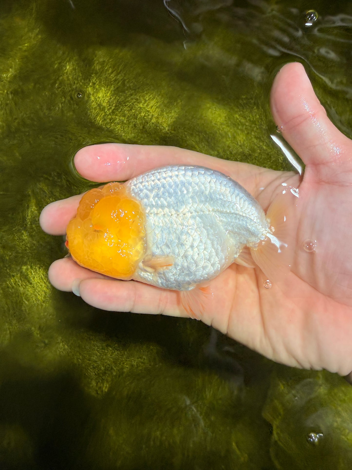 SUPER CUTE AAA Grade White LionKing 4 inches #022026LC_18