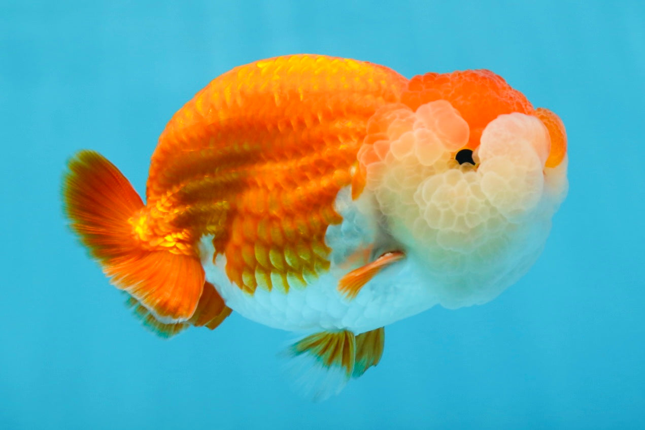 A Grade Royal Candy Chunk Red White LionKing 4-4.5 inches #062025LC_05