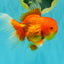 TOMATO A Grade Red White Oranda Female 6 inches #082826OR_17