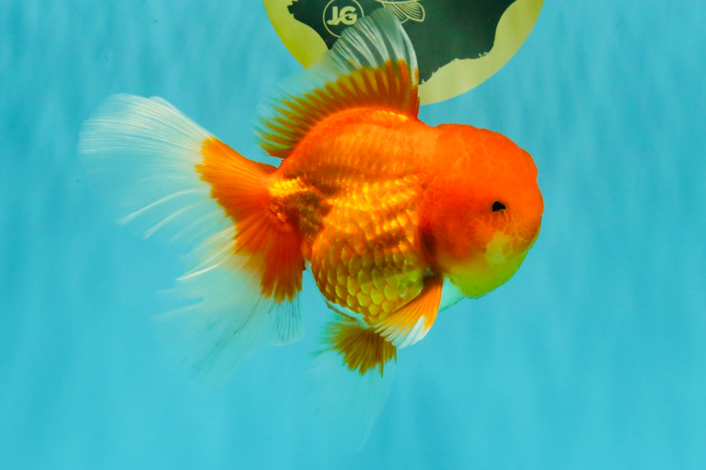 TOMATO A Grade Red White Oranda Female 6 inches #082826OR_17