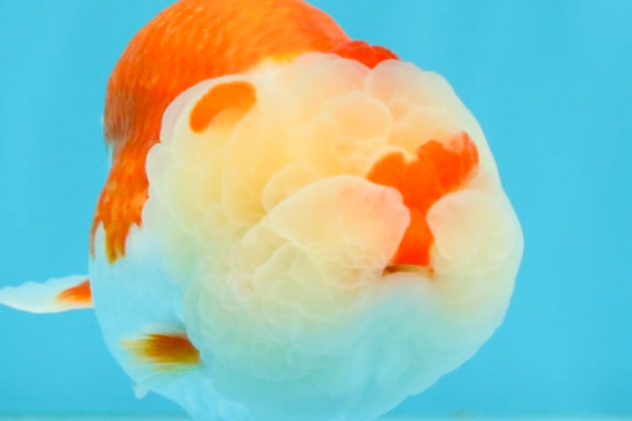 BIG WEN A Grade Red White LionQueen 4.5 inches #041026LC_15