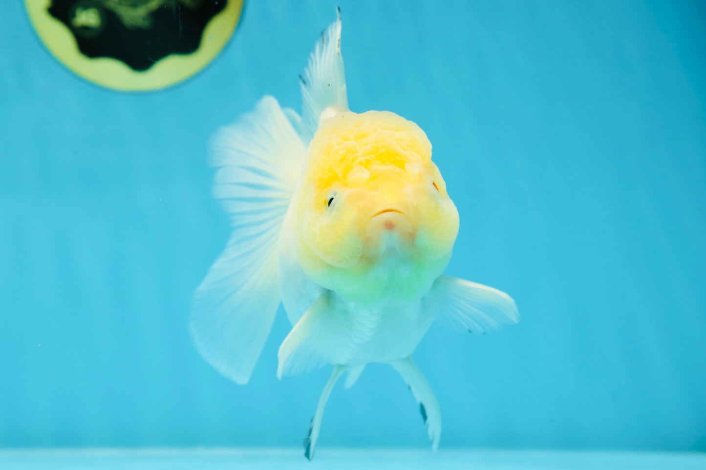 A Grade Snow White Oranda Female 5 inches #042525OR_03
