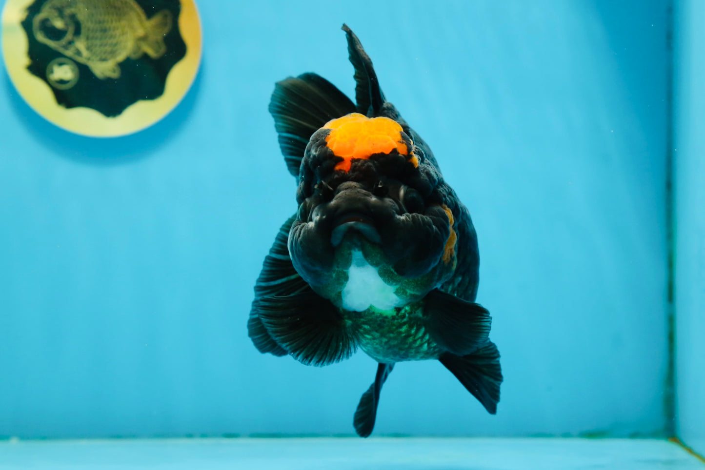 Red Head Oranda Female 5.5 inches #121324OR_15