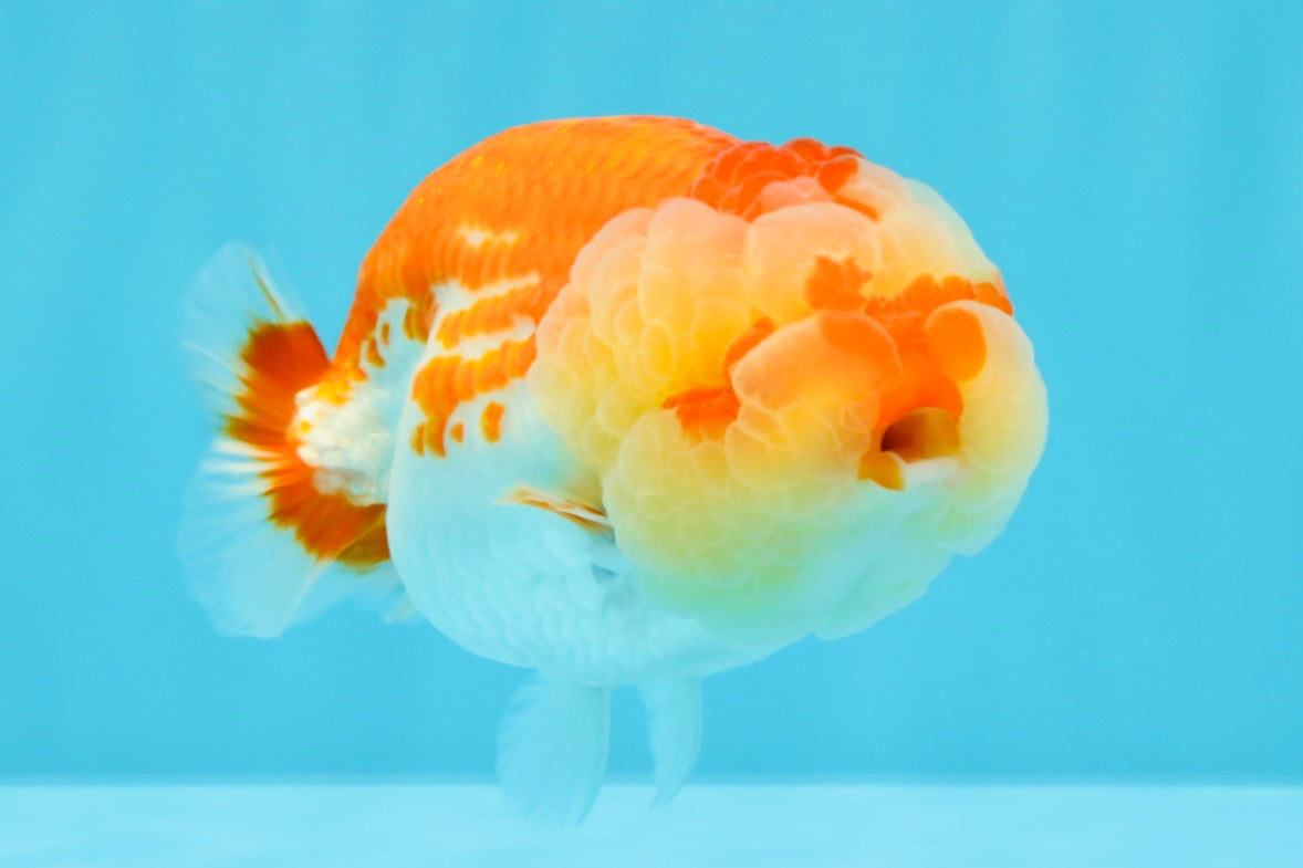 FLUFFY WEN AAA Grade Red White LionQueen 4-4.5 inches #022026LC_14