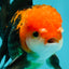 A Grade Apache (Black Red) Tricolor Oranda Male 5 inches #110824OR_10