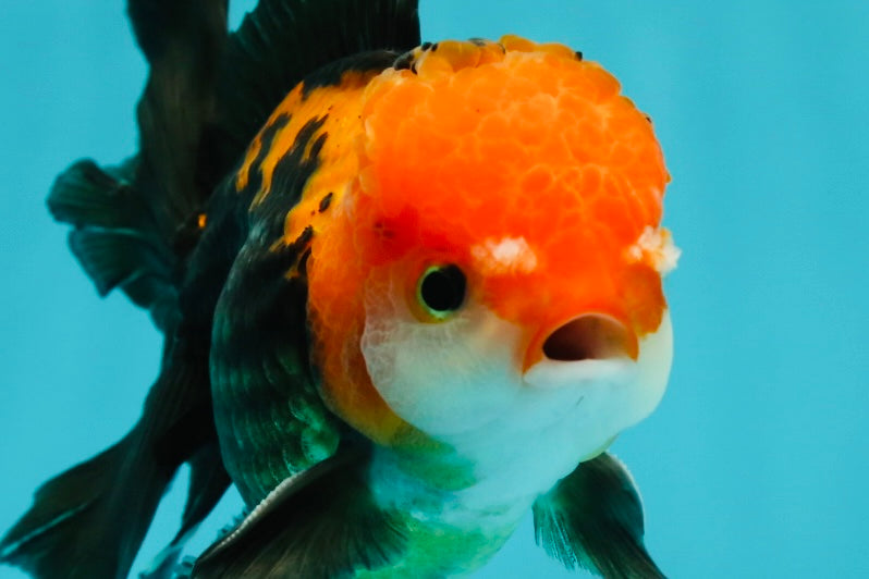 A Grade Apache (Black Red) Tricolor Oranda Male 5 inches #110824OR_10