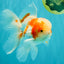 A  Grade Kohaku Red White Oranda Male 5.5-6 inches #082126OR_06