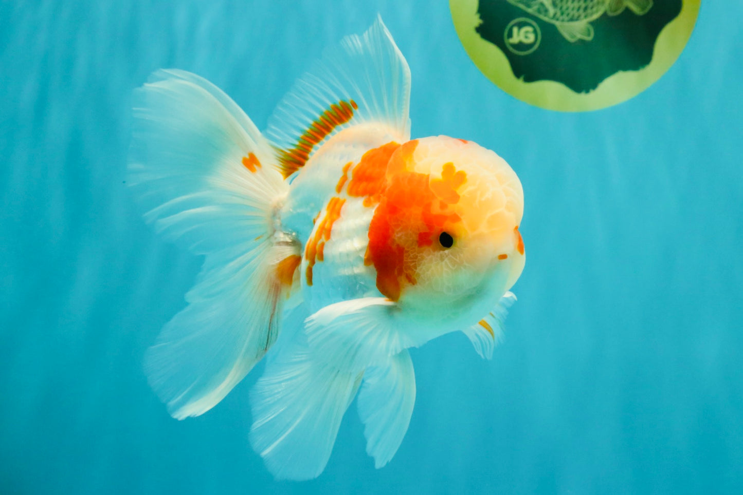 A  Grade Kohaku Red White Oranda Male 5.5-6 inches #082126OR_06