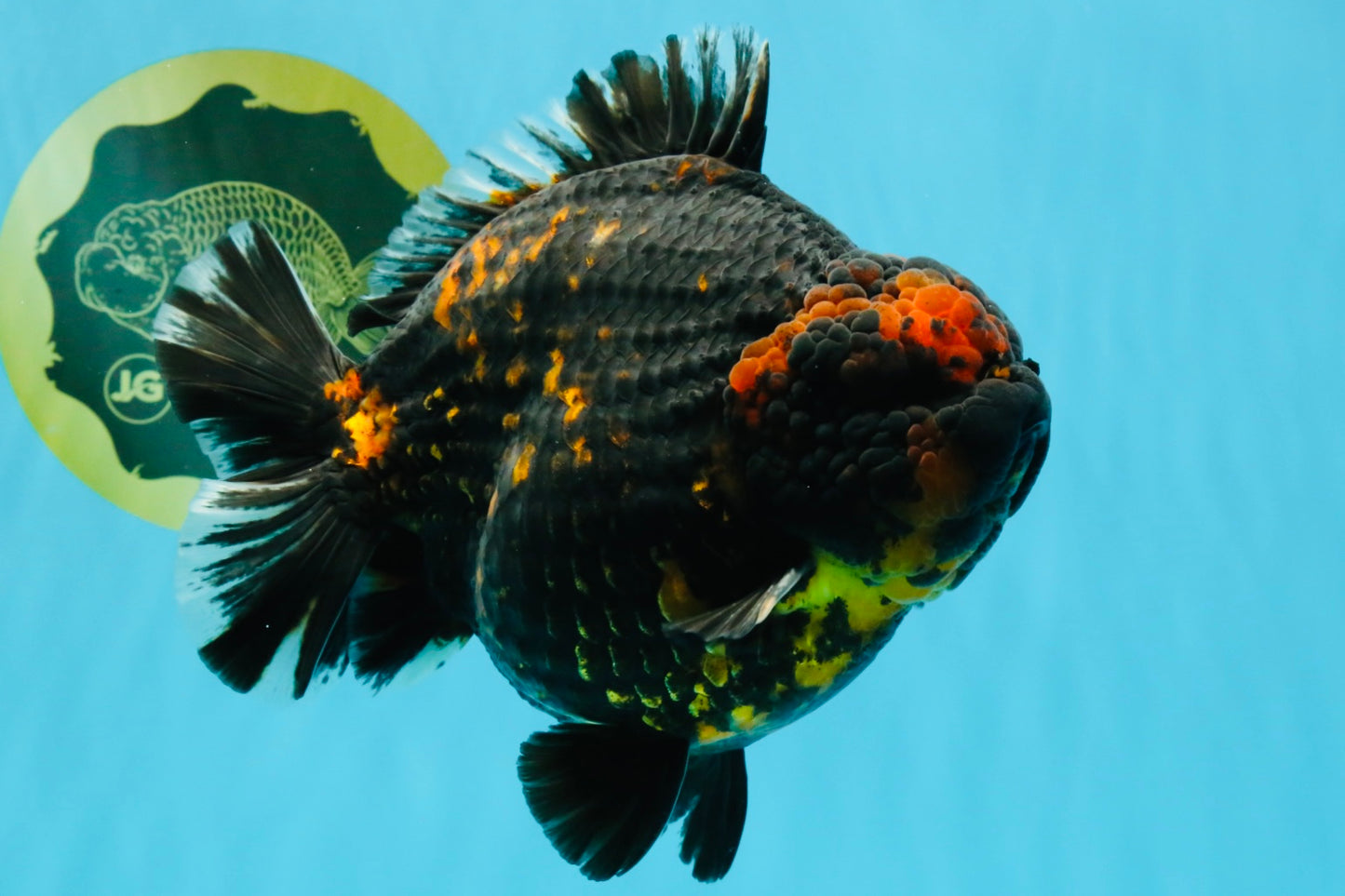 SUPER AAA Grade Godzilla Tiger Yuanbao Male 6 inches #022026YB_02