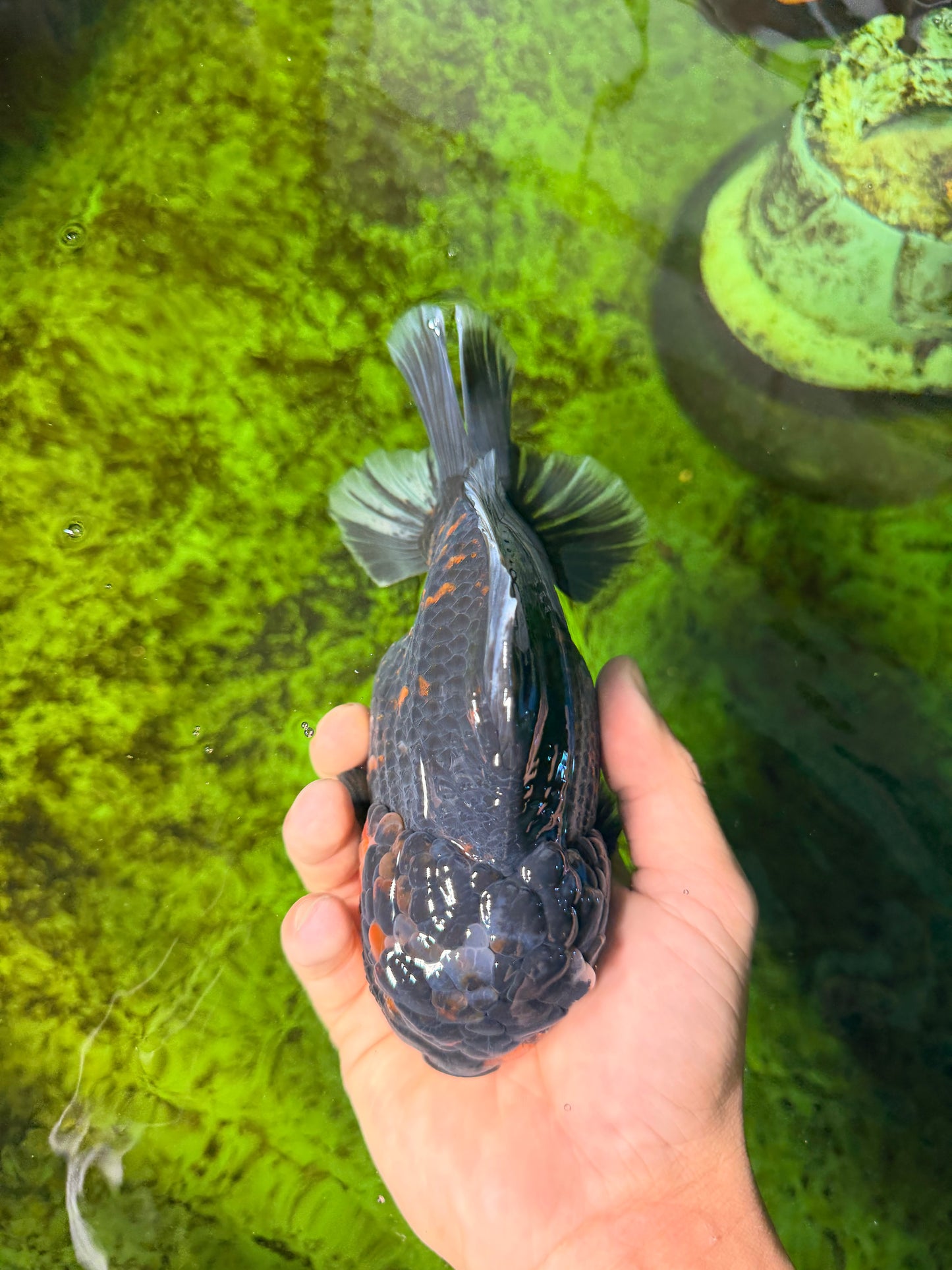 AAA Grade Dark Tiger Yuanbao Male 6-6.5 inches #041026YB_29