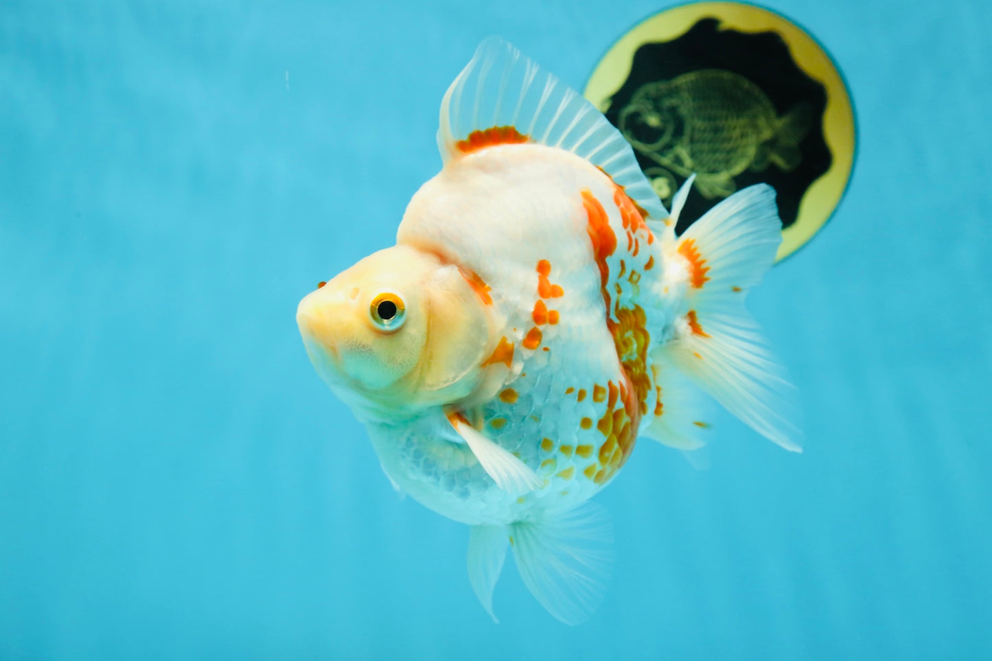 AAA GRADE Red White Ryukin Female 4.5-5 inches #050925RK_17