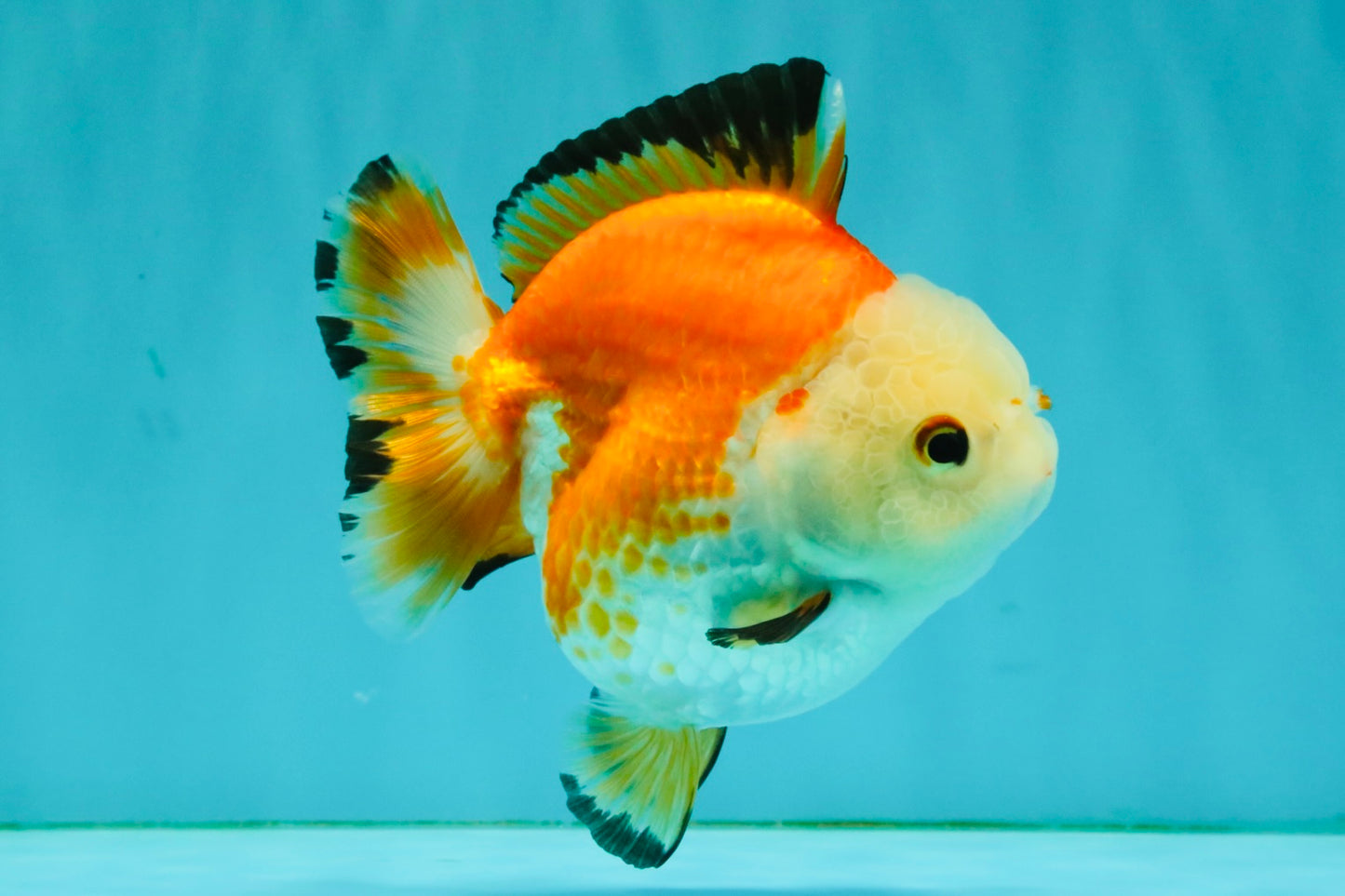 AAA Grade Red White Yuanbao Female 4-4.5 inches #080726YB_24