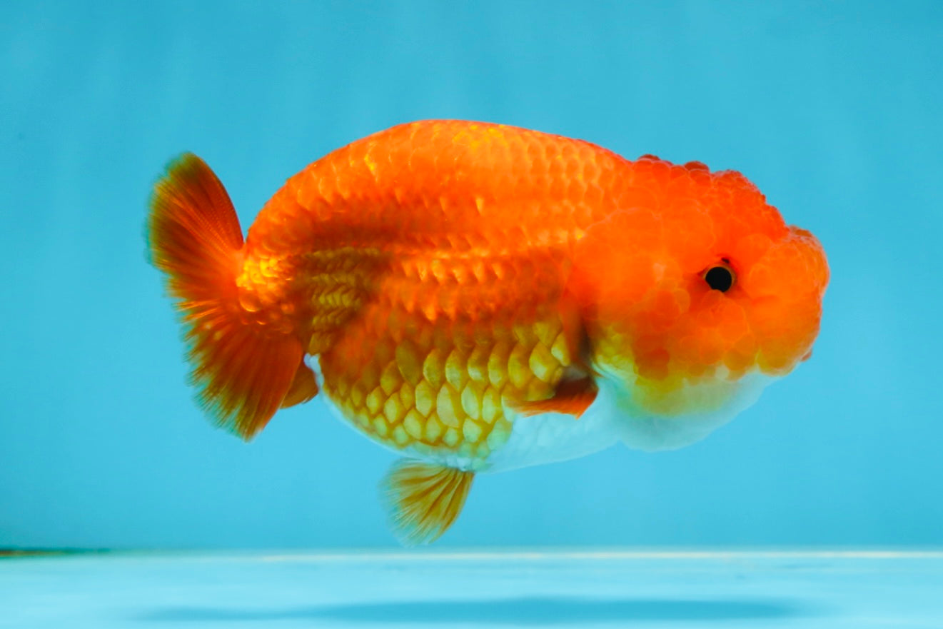 A Grade Red White LionQueen 4 inches #053025LC_07