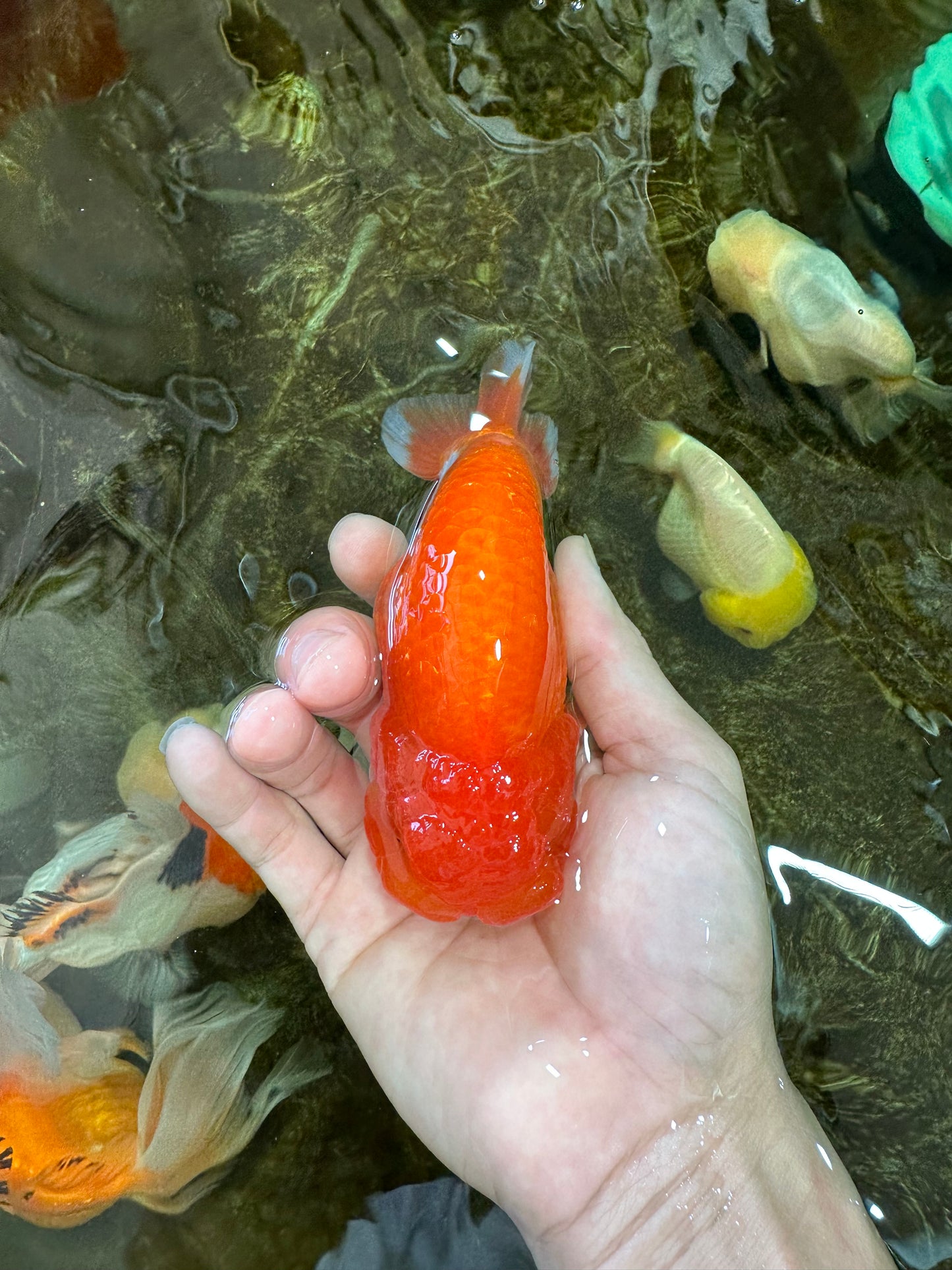 Red White Lionchu Male 4.5-5 inches #070425LC_11