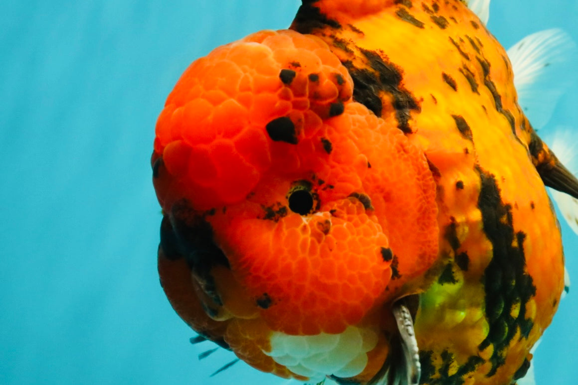 A Grade Tiger Oranda Male 7.5 inches #101626OR_19