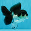 ELVIS Panda Oranda Female 5-5.5 inches #041026OR_07