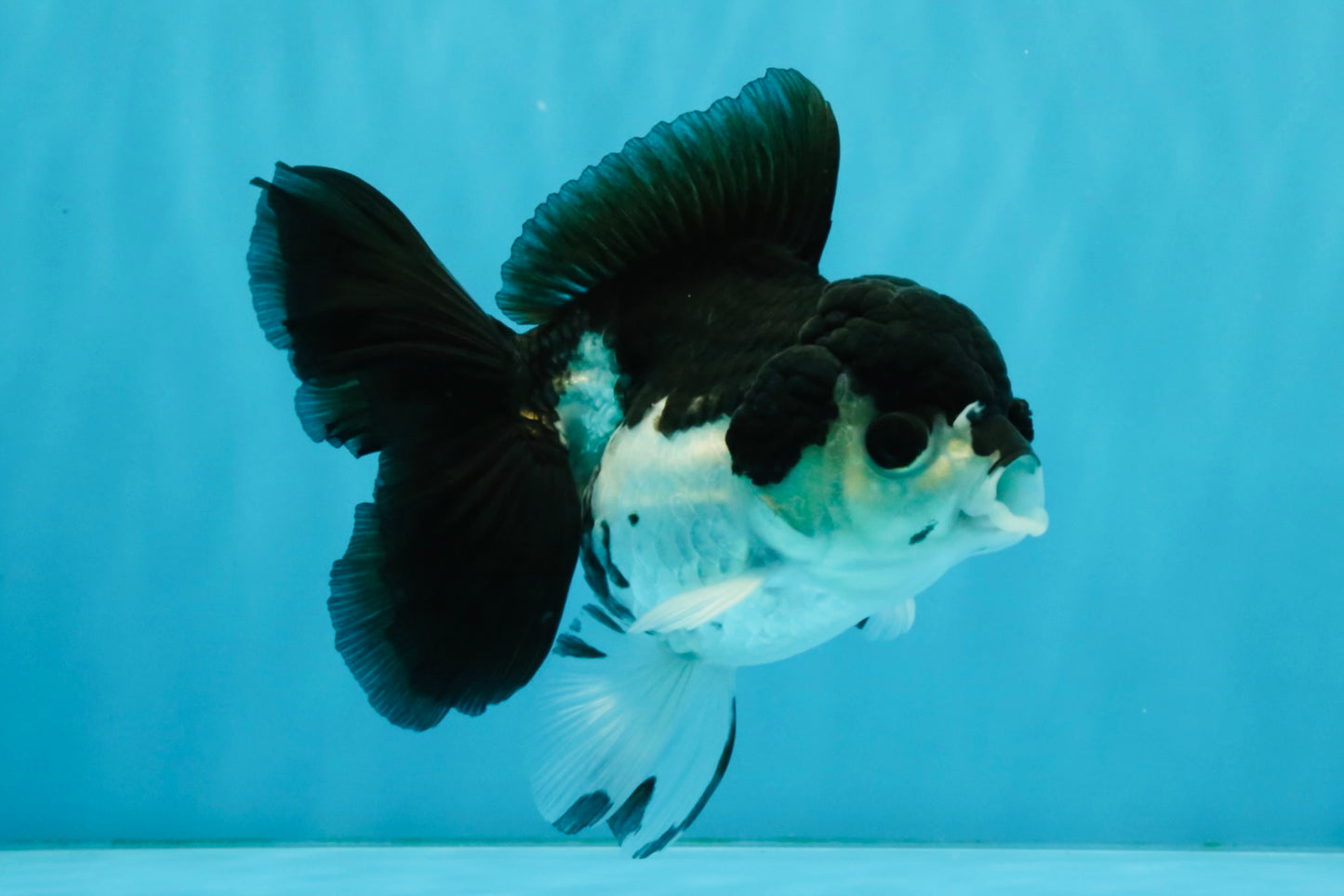 ELVIS Panda Oranda Female 5-5.5 inches #041026OR_07