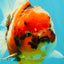 CHUNKY A Grade Calico Yuanbao Male 5.5-6 inches #051526YB_04