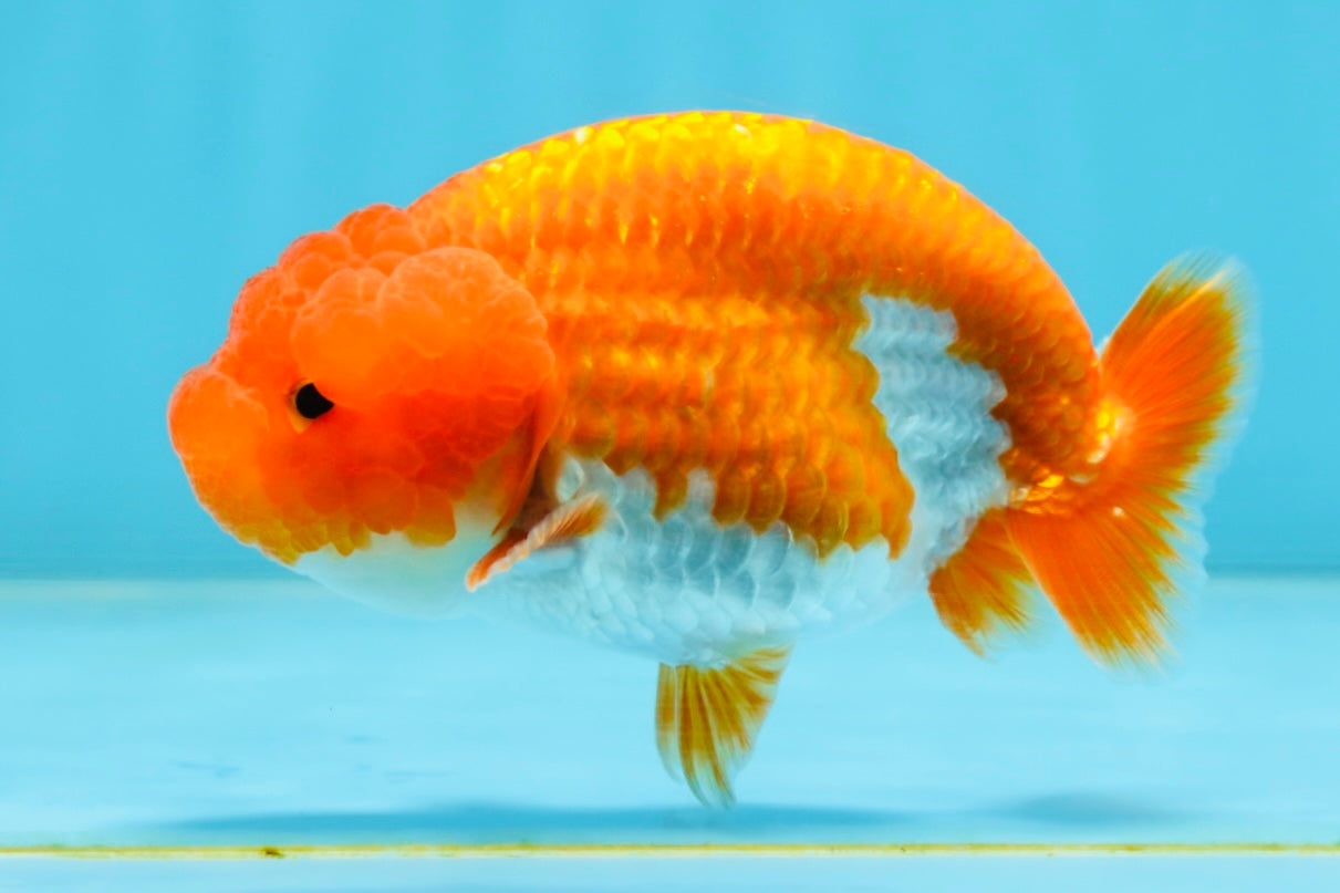 AAA Grade Young Red White LionQueen 4 inches #101025LC_08