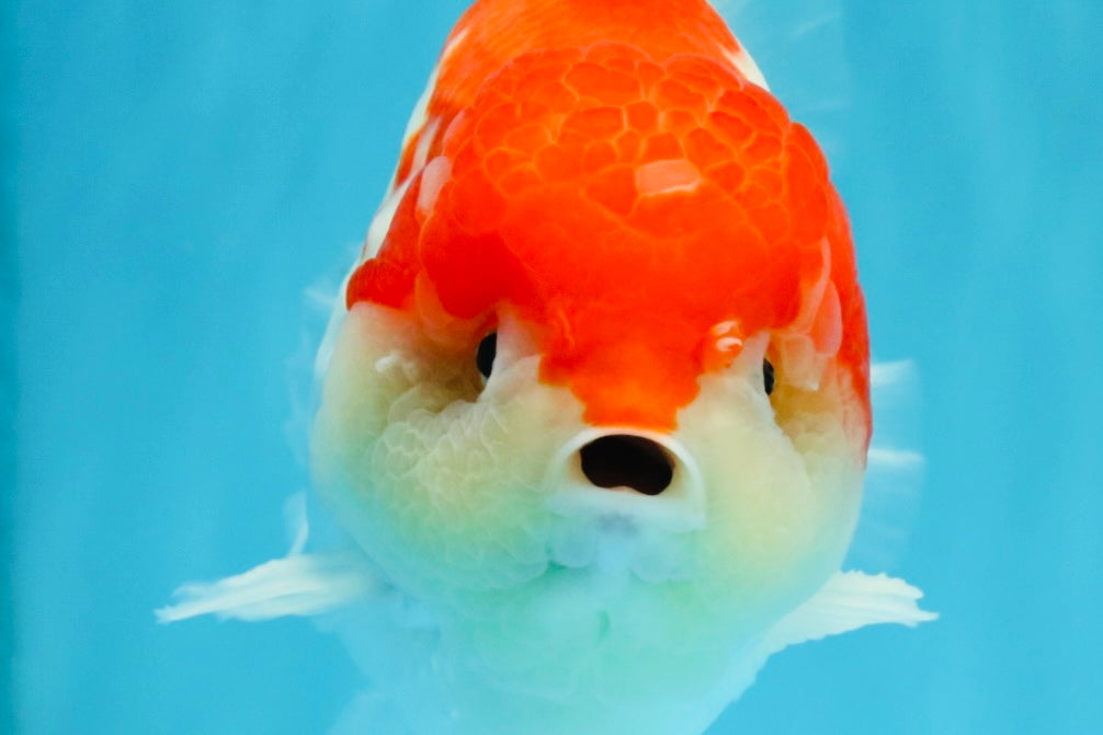 LITTLE BAO AAA Grade Red White Yuanbao Male 5.5 inches #032726YB_04