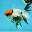 A Grade Tricolor Oranda Female 4.5 inches #010325OR_05