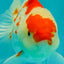 A Grade Red White Oranda Female 5.5 inches #061926OR_15